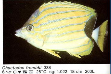 Chaetodon fremblii